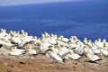 Colony of Northern Gannets Royalty Free Stock Photo