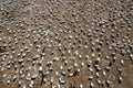 Colony of Northern Gannets Royalty Free Stock Photo