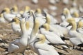 Colony of Northern Gannets Royalty Free Stock Photo