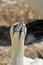 Colony of Northern Gannets Royalty Free Stock Photo