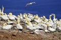 Colony of Northern Gannets Royalty Free Stock Photo