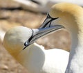 Colony of Northern Gannets sunbathing off Bonaventure Island Quebec, Royalty Free Stock Photo