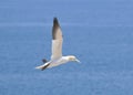 Colony of Northern Gannets sunbathing off Bonaventure Island Quebec Royalty Free Stock Photo