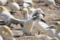 Colony of Northern Gannets sunbathing off Bonaventure Island Quebec, Royalty Free Stock Photo