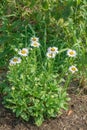 Colony of Oxeye Daisies Royalty Free Stock Photo