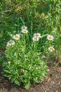 Colony of Oxeye Daisies