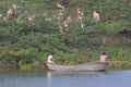 Colony of painted stork bird