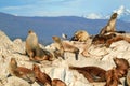 Colony of Patagonian Sea Lions on the Rocky La Isla de Los Lobos Island in Beagle Channel, Ushuaia, Argentina Royalty Free Stock Photo