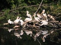 A colony of pelicans sitting on an island of branches and tree trunks on the river.