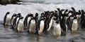A colony of penguins huddling together on an icy shore, concept of Social bonding behavior, created with Generative AI