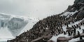 A colony of penguins huddling together on a snowy cliffside, concept of Social community behavior, created with