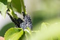 Colony of plant louses as farmers pest needs biological pest control without insecticides