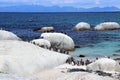 Penguins at Boulders Beach Royalty Free Stock Photo