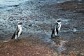 Penguins in Simonstown Royalty Free Stock Photo