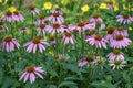 A Colony Purple Coneflowers Royalty Free Stock Photo