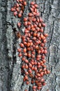 Colony of beetles Pyrrhocoris apterus on a tree trunk Royalty Free Stock Photo