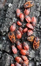 Colony of beetles Pyrrhocoris apterus on a tree trunk Royalty Free Stock Photo