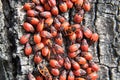Colony of beetles Pyrrhocoris apterus on a tree trunk Royalty Free Stock Photo
