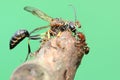 A colony of red ants preying on a wasp in rotting wood.