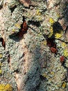 Colony Of Red Bugs Royalty Free Stock Photo