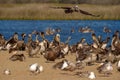 Colony of sea birds on the beach close to the river. Brown pelicans and seagulls close-up Royalty Free Stock Photo