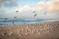 Colony of sea birds on the beach at sunset, brown pelicans and flock of seagulls, CA Royalty Free Stock Photo