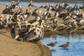 Colony of sea birds, pelicans and seagulls, close-up sitting on the beach close to the river Royalty Free Stock Photo