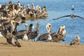 Colony of sea birds, pelicans and seagulls, close-up sitting on the beach close to the river Royalty Free Stock Photo