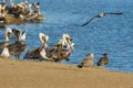Colony of sea birds, pelicans and seagulls, close-up sitting on the beach close to the river Royalty Free Stock Photo