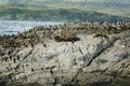 Colony Of Sea Lions And King Cormorants Resting On A Small Island On The Beagle Channel, Tierra Del Fuego, Argentina Royalty Free Stock Photo