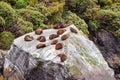 Colony of sea lions