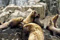 Colony of sea lions Otariinae on the rock, Russia, Kamchatka, nearby Cape Kekurny, Russian bay