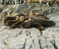 Colony Of Sea Lions Resting On A Small Island On The Beagle Channel Royalty Free Stock Photo