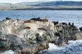Colony of Sea Lions resting on a small island on the Beagle Channel, Tierra Del Fuego Royalty Free Stock Photo