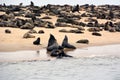 A colony of sea lions on a sandy beach by the sea against the background of the sky