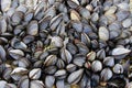 A colony of sea mussels Royalty Free Stock Photo