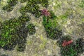 Colony of sea mussels on a stone