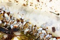 Colony of sea shells on a plastic bottle. Seychelles