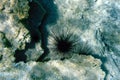 Colony of sea urchins (scientific name Echinoidea) at the bottom of the Aegean Sea.