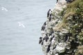 Colony of Seabirds on a Cliff Edge Royalty Free Stock Photo