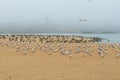 Colony of seabirds on the beach. Pelicans, least tern, seagulls.