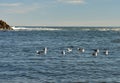 A colony of seagulls at the entrance to the small Kleinmond harbour