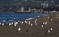 Colony of Seagulls populate the Shores of Venice with Santa Monica Pier in Background