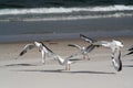 Colony of seagulls on a sandy seashore