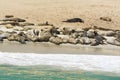 Colony of seal lions