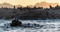 Colony of seals  Cape Fur Seals  on the rocky island. Royalty Free Stock Photo
