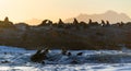 Colony of seals  Cape Fur Seals  on the rocky island in the ocean. Royalty Free Stock Photo