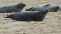 Seals Basking on the Beach Royalty Free Stock Photo