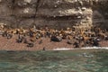 Colony of seals and sea lions, Ballestas Islands, Paracas, Peru
