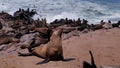 Seals, Skeleton coast, Namibia Royalty Free Stock Photo